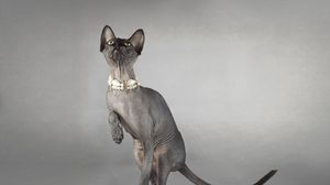 Preview wallpaper cat, sphynx, eyes, collar, playful