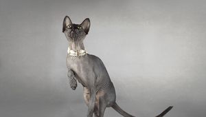 Preview wallpaper cat, sphynx, eyes, collar, playful