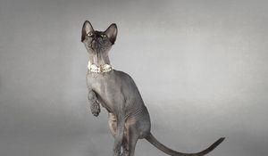 Preview wallpaper cat, sphynx, eyes, collar, playful