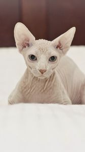 Preview wallpaper cat, sphynx, lie