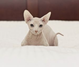 Preview wallpaper cat, sphynx, lie