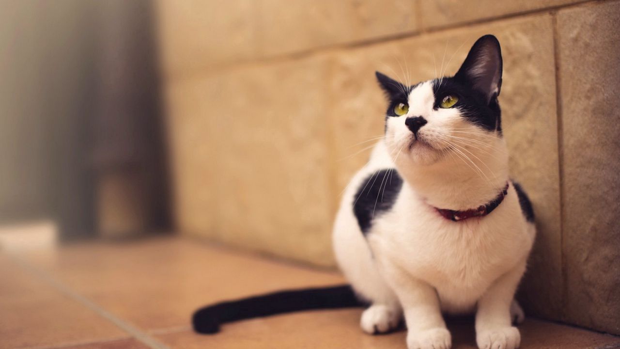 Wallpaper cat, spotted, blur
