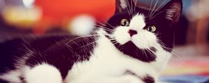 Preview wallpaper cat, spotted, cute, lies