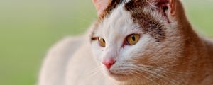 Preview wallpaper cat, spotted, eyes, face