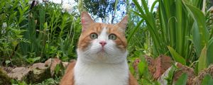 Preview wallpaper cat, spotted, grass, thick