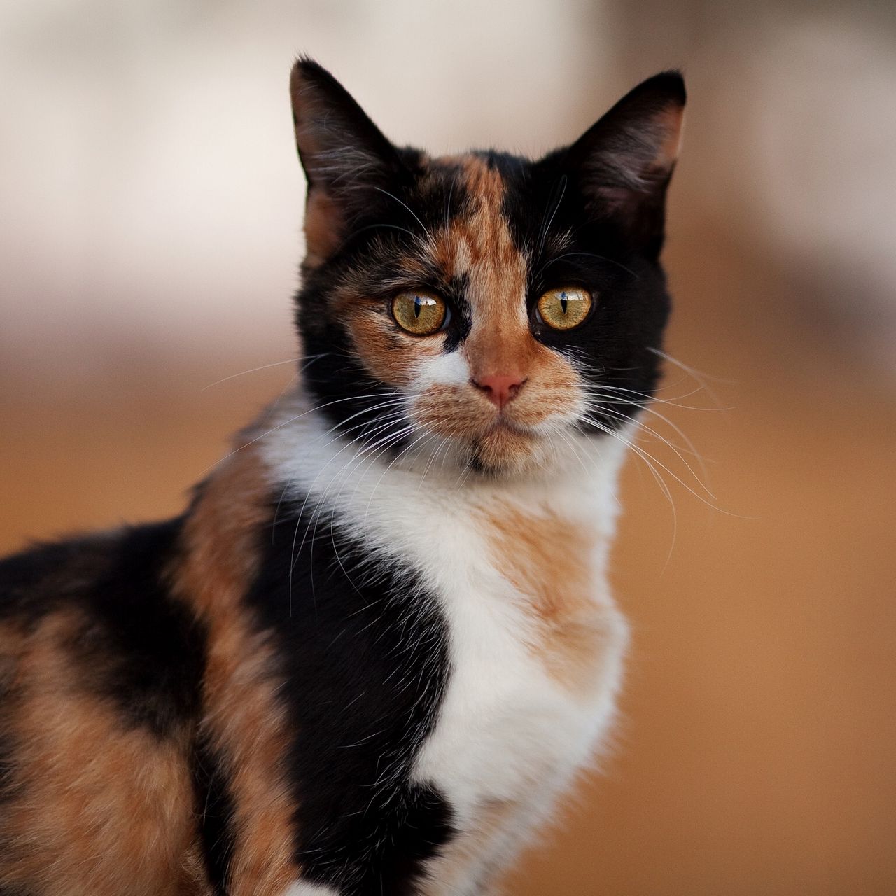 Известно что трехшерстные кошки. Черепаховая кошка Калико. Трехцветная черепаховая кошка. Порода Калико. Трехцветные кошки Калико.
