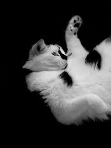 Preview wallpaper cat, spotted, lying, playful, cute