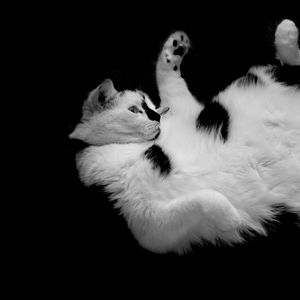 Preview wallpaper cat, spotted, lying, playful, cute