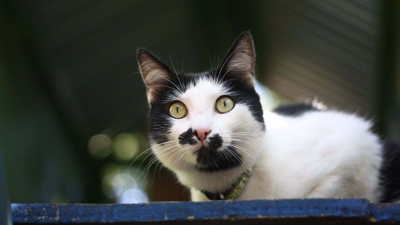 Wallpaper cat, spotted, muzzle, beautiful