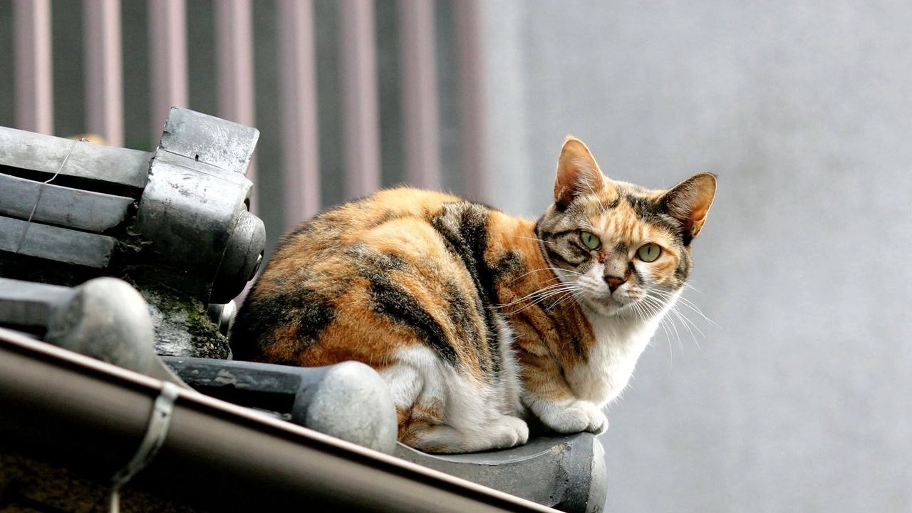 Wallpaper cat, spotted, roof, sit