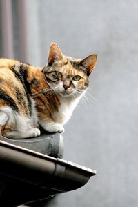 Preview wallpaper cat, spotted, roof, sit