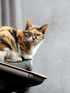 Preview wallpaper cat, spotted, roof, sit