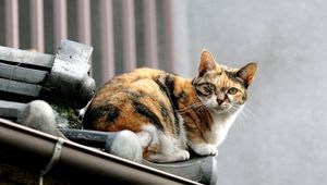 Preview wallpaper cat, spotted, roof, sit