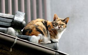 Preview wallpaper cat, spotted, roof, sit