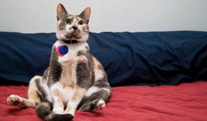 Preview wallpaper cat, spotted, sitting, collars, funny