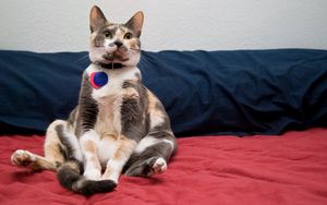 Preview wallpaper cat, spotted, sitting, collars, funny