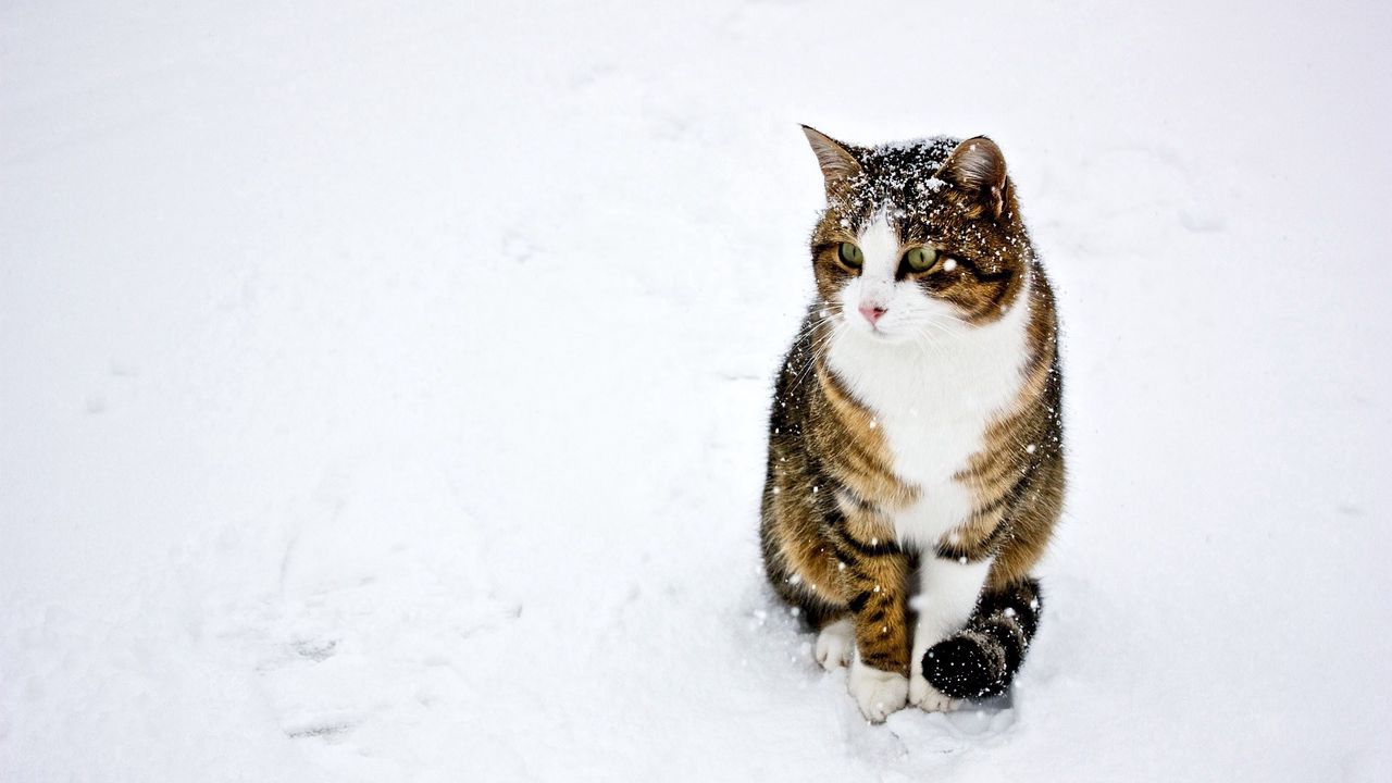 Wallpaper cat, spotted, striped, snow, winter, walk