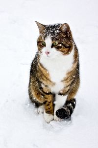 Preview wallpaper cat, spotted, striped, snow, winter, walk