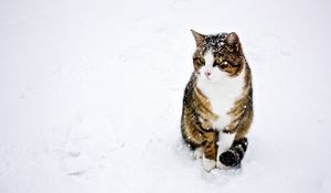 Preview wallpaper cat, spotted, striped, snow, winter, walk