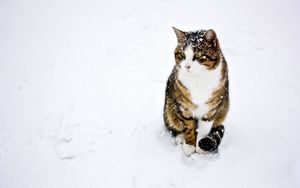 Preview wallpaper cat, spotted, striped, snow, winter, walk
