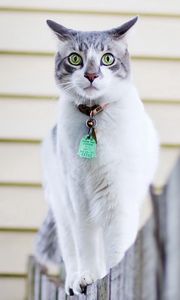 Preview wallpaper cat, spotted, walk, collar, fence