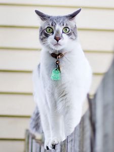 Preview wallpaper cat, spotted, walk, collar, fence