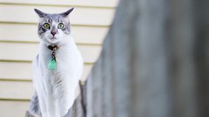 Preview wallpaper cat, spotted, walk, collar, fence