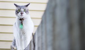 Preview wallpaper cat, spotted, walk, collar, fence