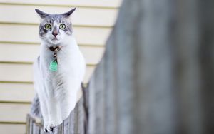 Preview wallpaper cat, spotted, walk, collar, fence