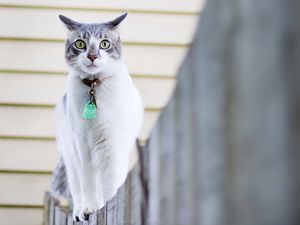 Preview wallpaper cat, spotted, walk, collar, fence