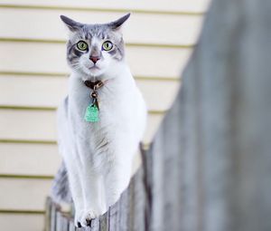 Preview wallpaper cat, spotted, walk, collar, fence