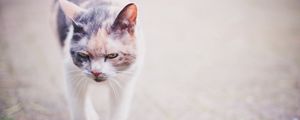 Preview wallpaper cat, spotted, walking, muzzle