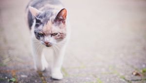 Preview wallpaper cat, spotted, walking, muzzle