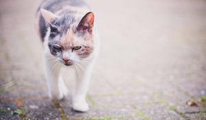 Preview wallpaper cat, spotted, walking, muzzle