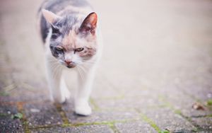 Preview wallpaper cat, spotted, walking, muzzle