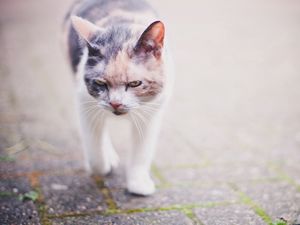 Preview wallpaper cat, spotted, walking, muzzle