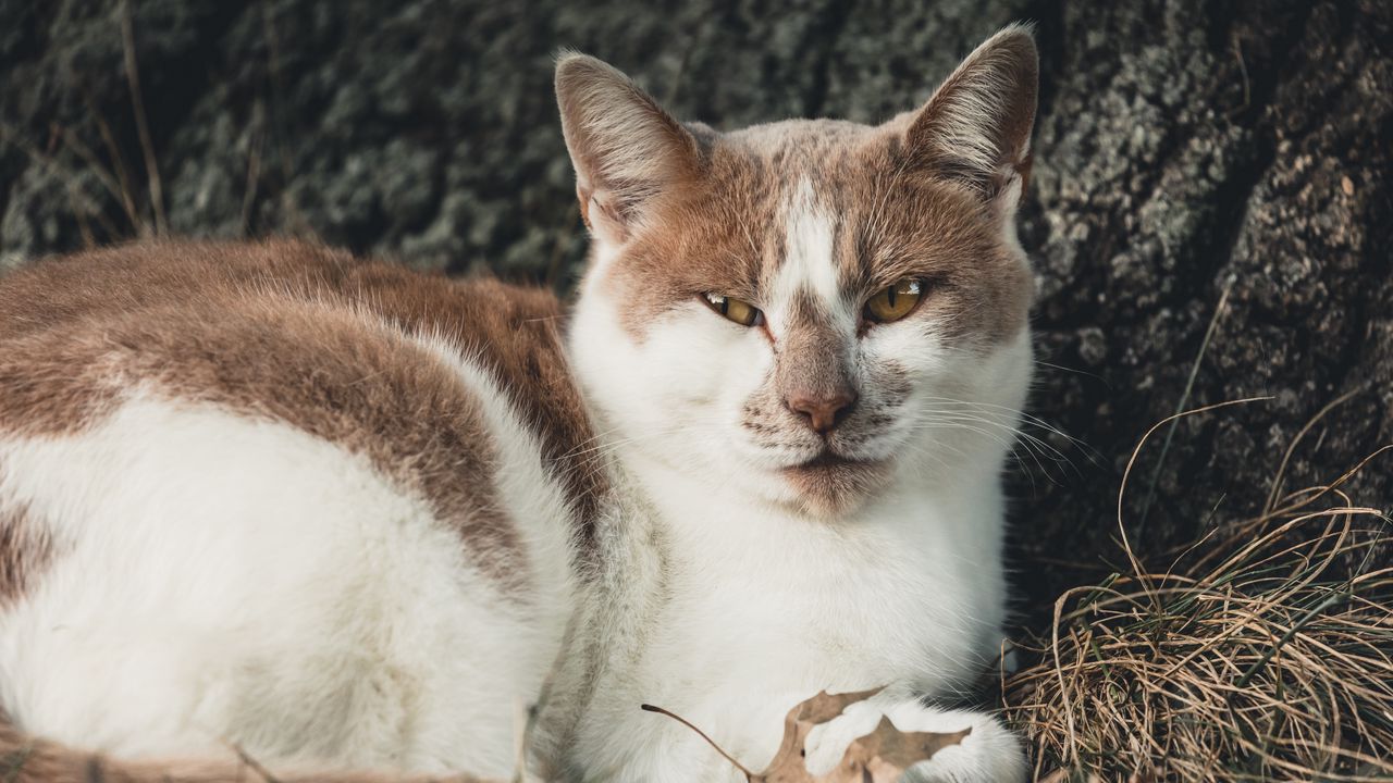 Wallpaper cat, spotty, lies