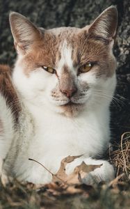 Preview wallpaper cat, spotty, lies