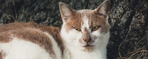 Preview wallpaper cat, spotty, lies