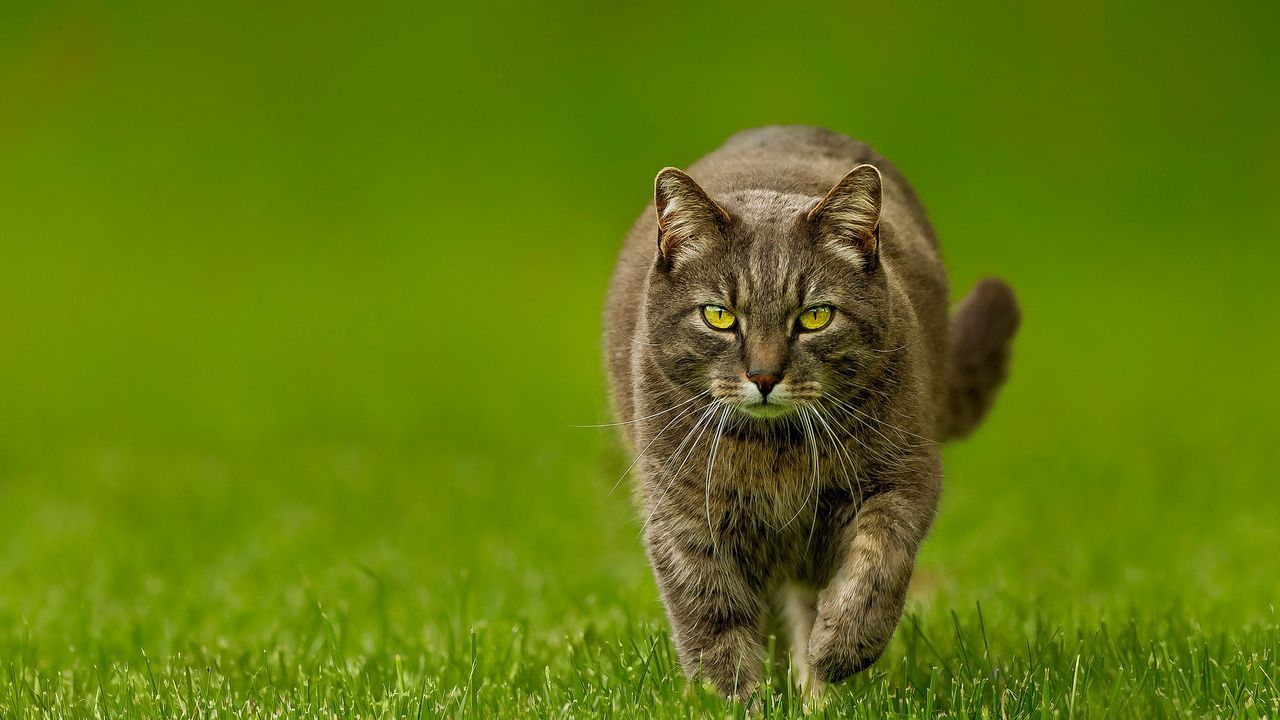 Wallpaper cat, spring, lawn, green, nature