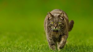 Preview wallpaper cat, spring, lawn, green, nature