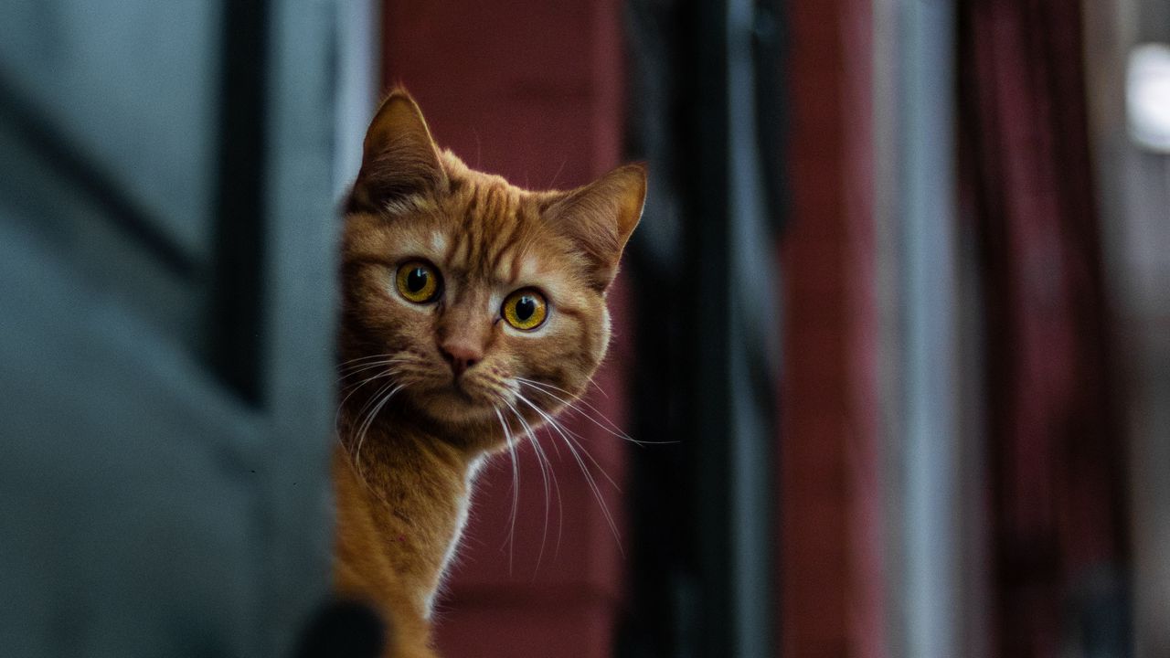 Wallpaper cat, spy, sight, wonder