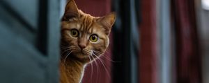 Preview wallpaper cat, spy, sight, wonder