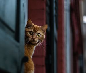 Preview wallpaper cat, spy, sight, wonder