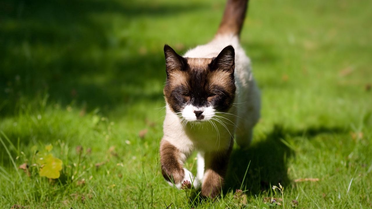 Wallpaper cat, squinting, grass, siamese, walking, sunshine