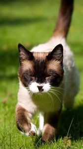 Preview wallpaper cat, squinting, grass, siamese, walking, sunshine