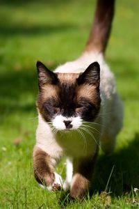 Preview wallpaper cat, squinting, grass, siamese, walking, sunshine