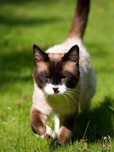 Preview wallpaper cat, squinting, grass, siamese, walking, sunshine