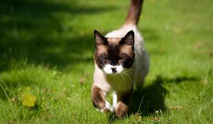 Preview wallpaper cat, squinting, grass, siamese, walking, sunshine