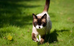 Preview wallpaper cat, squinting, grass, siamese, walking, sunshine